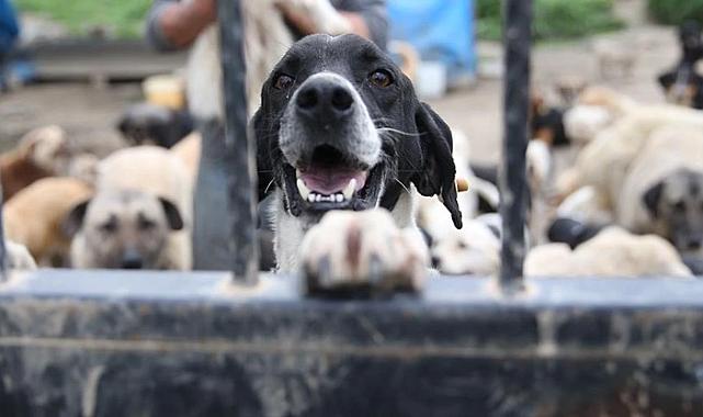 Sokak köpekleri düzenlemesi bugün komisyonda görüşülecek