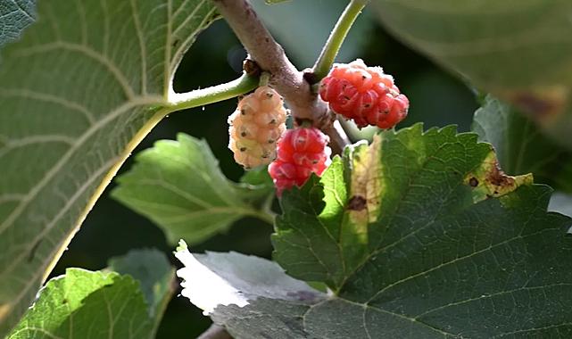 Tire’de karadut hasadı başladı: şifa deposu, antioksidan kaynağı