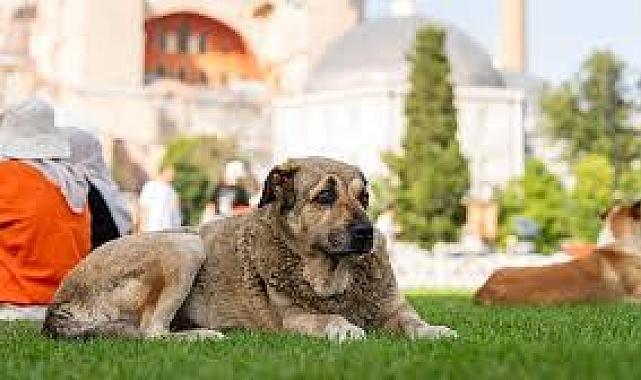 TKP: Hayvan ticareti tartışılmadan söylenen her şey boş
