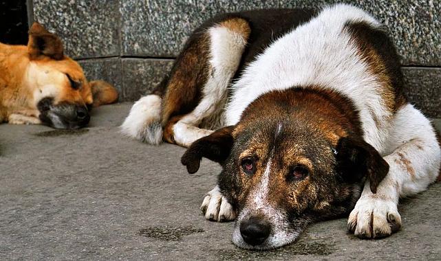 TÜRK VETERİNER HEKİMLERİ BİRLİĞİ UYARIYOR, ÇÖZÜM ZOR DEĞİL!