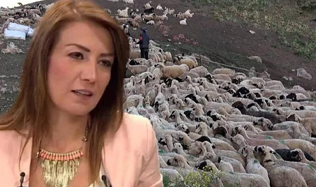 "Yandaş Yazarın 'Afgan Çoban' Eleştirisi: Devlet, Yardımlarla Vatandaşları Tembelliğe Alıştırdı