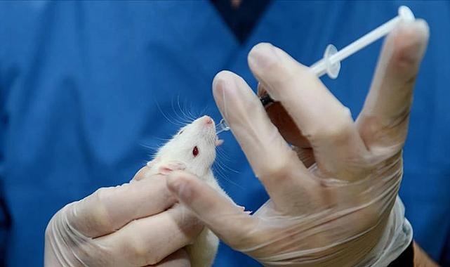 Yaşlanma karşıtı ilaç denemesi: Farelerin ömrünü uzattı, insanlarda da etkili olabilir
