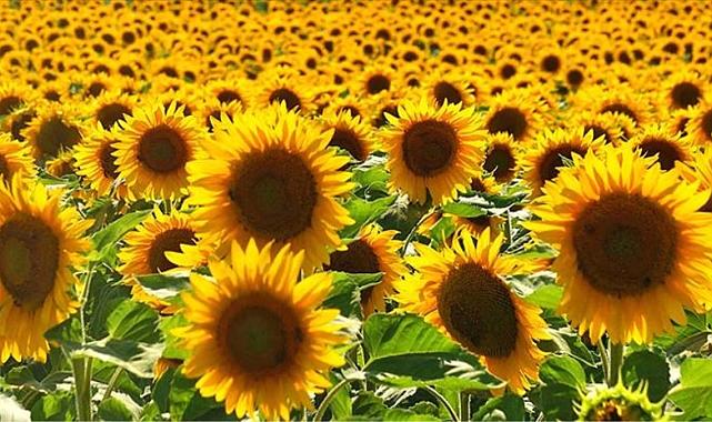Bakanlık, ayçiçek yağı için yeni düzenleme yaptı