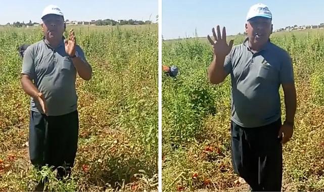 Domates eken çiftçinin isyanı! Tarlanın ortasında yaptığı hesapla Tarım Bakanı'na sitem etti