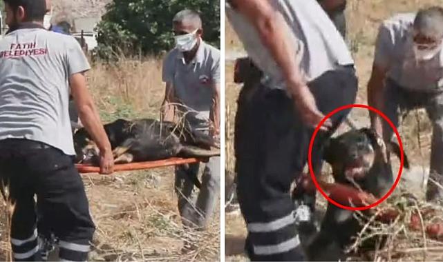 İstanbul'da bir şahsı parçalayarak öldüren köpekler böyle toplandı