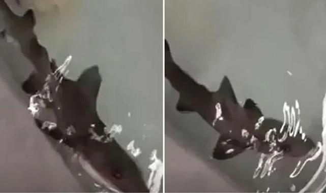 İtalya'da erkek olmadan üreyen köpek balıkları, bilim insanlarını şaşırttı