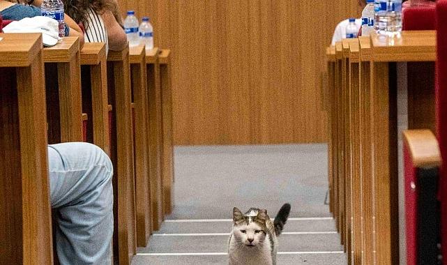 İzmir Büyükşehir Belediyesi, sokak hayvanları için STK'larla bir araya geldi.