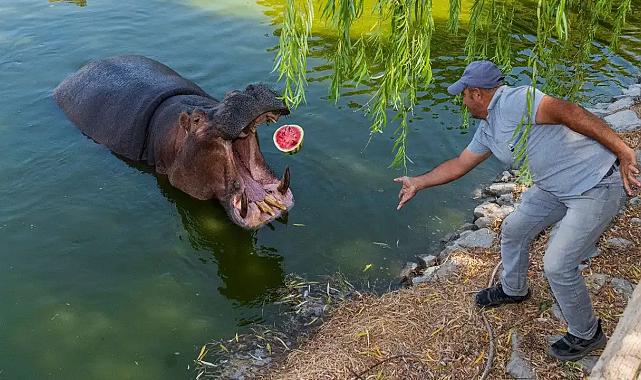 İzmir'de bir çiftçi tarlada kalan karpuzunu hayvanlara bağışladı