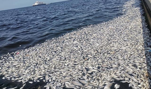 İzmir Körfezi'nde kötü koku ve ölü balık sayısı artıyor!