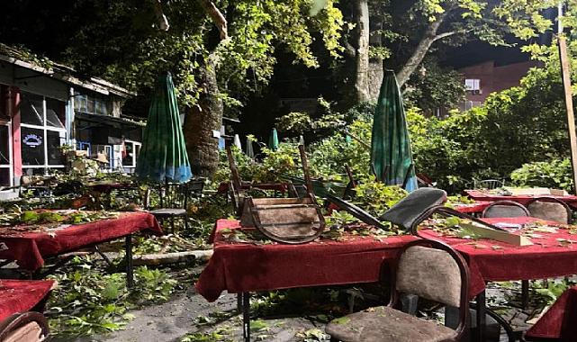 Kemalpaşa’da Asırlık Çınar Ağacının Dalları Kıraathaneye Düştü: 9 Kişi Yaralandı