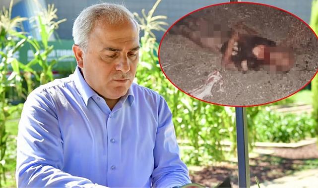Köpeklerin vatandaşa saldırıp parçaladığı ilçenin belediye başkanı sessizliğe büründü