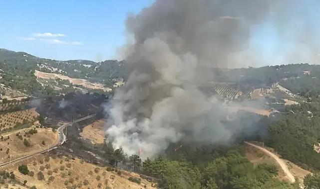 Manisa'da orman yangını!