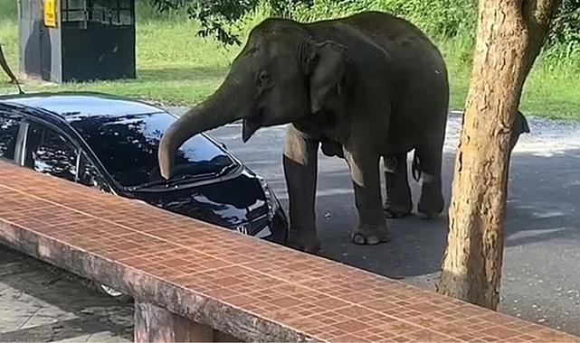 Tayland'da bir fil, piknik yapan ailenin aracına saldırdı