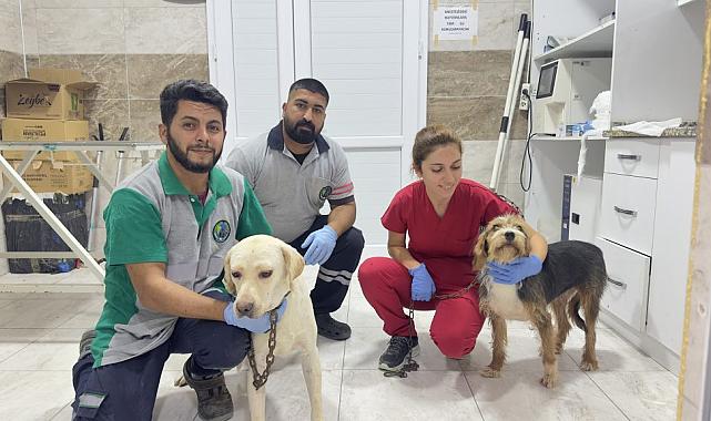 Yangından Kurtarılan Hayvanlara Menemen’de Şefkat Eli