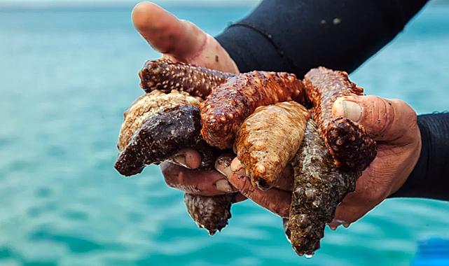 Deniz Patlıcanları: Ege Denizi&#039;nin Temizliğini Tehdit Eden İhracat Tartışmaları