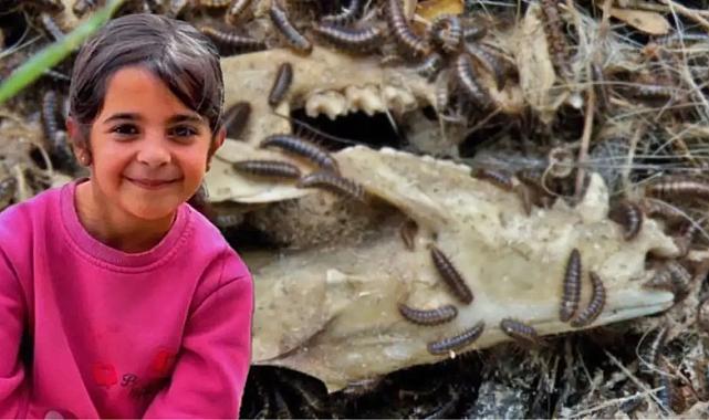 Narin Güran cinayetini Adli Tıp'ta özel olarak saklanan 'dedektif böcekler' çözecek