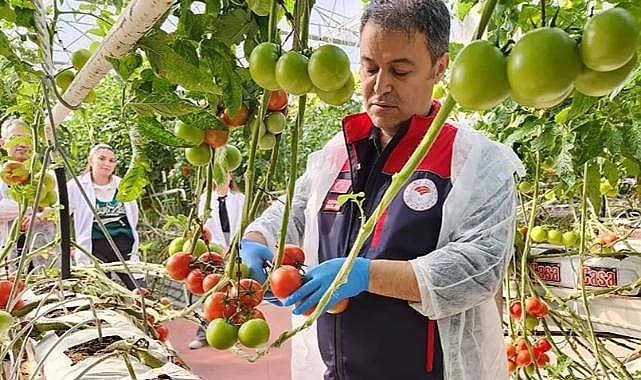 Afyon'da Üretiliyor, Avrupa'ya İhraç Ediliyor