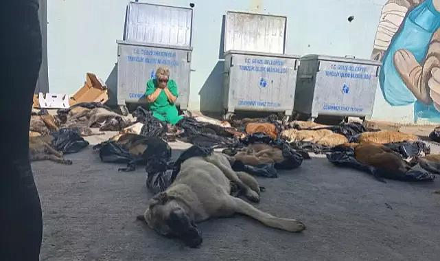 Belediyenin bakım merkezinde hayvan katliamı