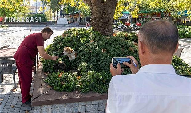 İzmir’de sahipsiz köpeklerin sayımı başladı