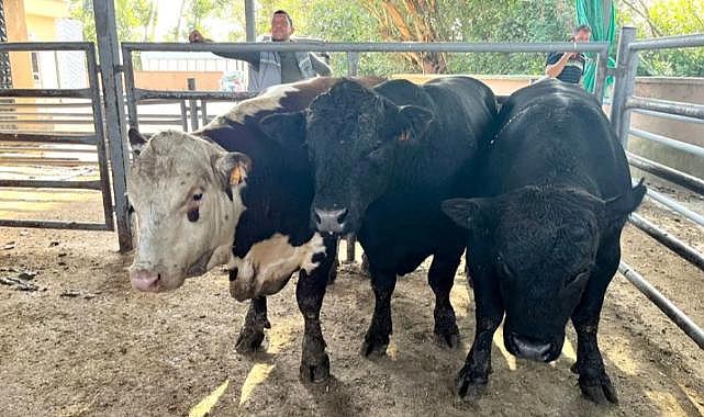 Kaçak yolla büyükbaş hayvan getiren kişiye 120 bin 333 lira ceza uygulandı
