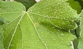 Konaklıların beyaz sinek sorunu çözülemedi: “Pencere açamaz hale geldik&quot;