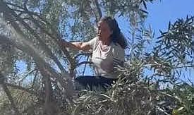 Sahte markalara da gönderme yaptı, Hülya Avşar zeytin hasadında