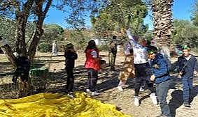 Urla'da öğrenciler zeytin hasadına katıldı