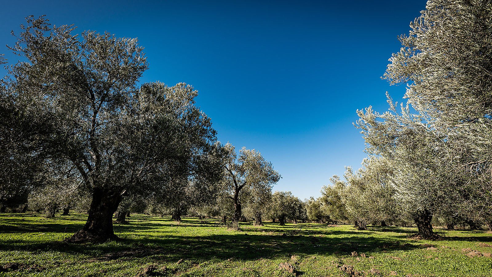 &quot;Zeytinlikler Yağmalanmaktan Korundu!&quot;