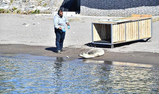 Tedavisi tamamlanan Akdeniz foku mavi sularla buluştu