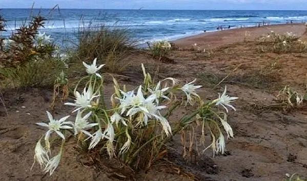 2025’te ihraç edilemeyecek çiçekler açıklandı