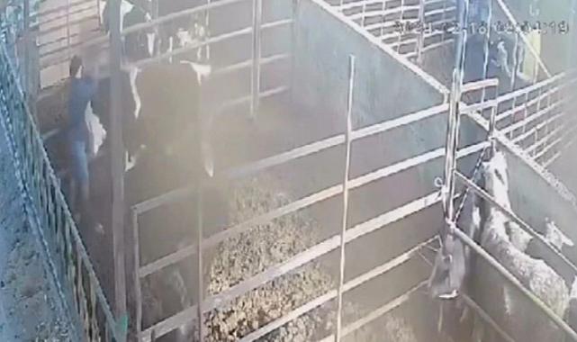 Aydın'da ineğinin gazabına uğrayan adam son anda ölümden döndü