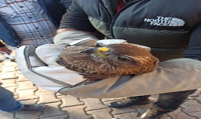 Bursa’dan Balçova’ya ilginç yolculuk: kaputa sıkışan şahin kurtarıldı