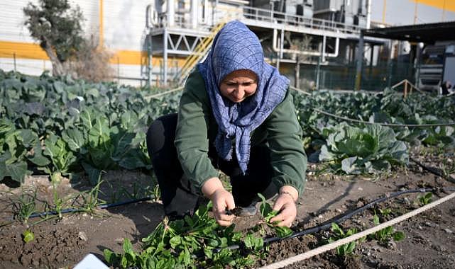Kadın eliyle yeşeren kent bostanları, Bornova'da bereket saçıyor