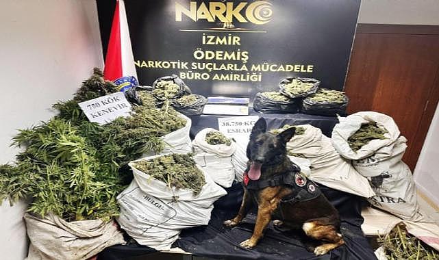 Ödemiş'te hayvan damında uyuşturucu yetiştirenlere operasyon: Bir kişi tutuklandı