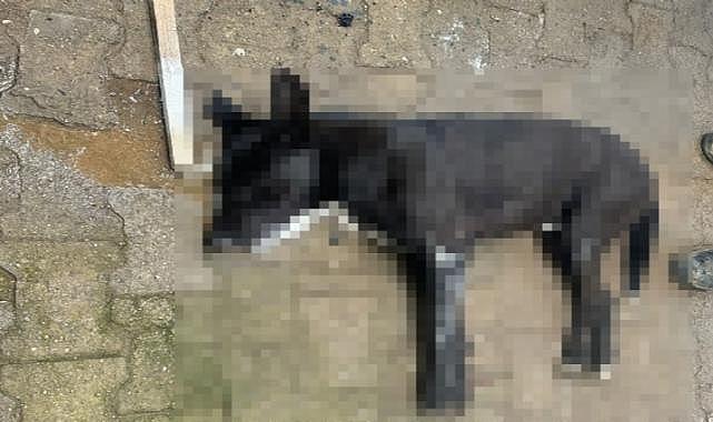Bodrum&#039;da kahreden olay: 4 köpek 2 kediyi zehirleyerek katlettiler