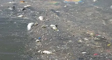 İzmir Körfezi'nde Yaşanan Kirliliğe İlişkin Soruşturma Başlatıldı