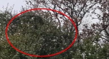 Çanakkale’de dev yılan görüldü: Yaklaşık 8 metre