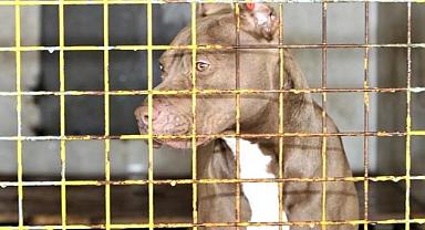 ABD'li adam köpeği tarafından silahla vuruldu