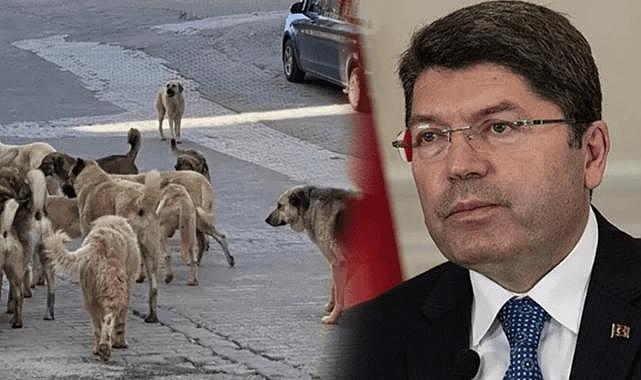 Adalet Bakanı Tunç: Sahipsiz hayvan sorunu için gereken adımlar atılacak!