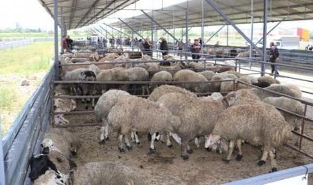 Afyonkarahisar'da havyan pazarları tedbir amaçlı kapatıldı