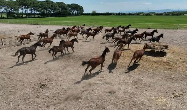700 yıllık işletmenin milyonluk atları görüntülendi