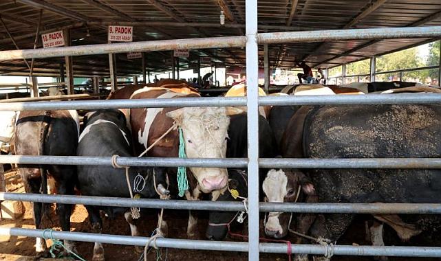 Aliağa’da Kurban Uyarısı: Fiyatlar Açıklandı, Korsan Kasap Tehlikesi Büyüyor