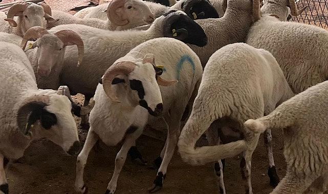 İzmir’de kurban kesim ve satış yerleri açıklandı!