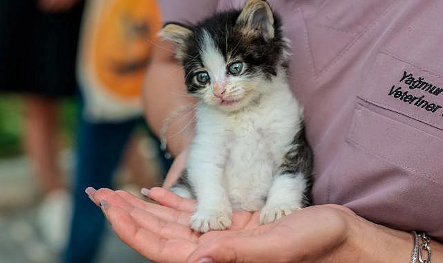 Konak'ta anlamlı buluşma: Patili dostlar ömürlük yuvalarına kavuştu