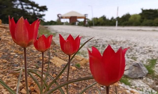 Manisa'dan Avrupa'ya yayılan lalelerin anayurdunun Orta Asya olduğu ortaya çıktı