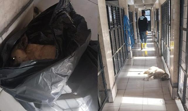 Osmangazi'de hayvan katliamı: Çöp poşetlerinin içinde ölü köpekler bulundu
