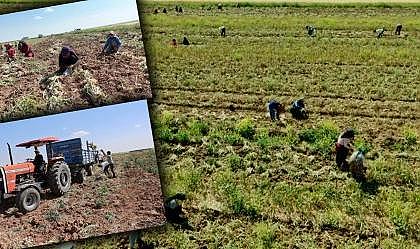 Hasat başladı! Antibiyotik yapımında kullanılıyor, Rusya, İspanya ve Almanya'ya gönderilecek