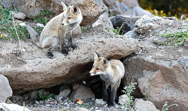 Kars'ta Yayla Sarıya Büründü: Doğa Tutkunlarını Mest Etti