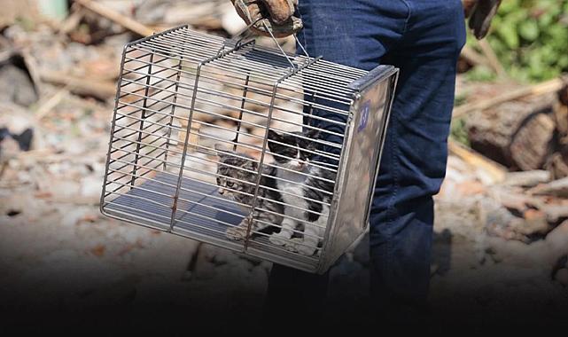 Konak&#039;ta kurtarılan yavru kediler sıcak bir yuva bekliyor