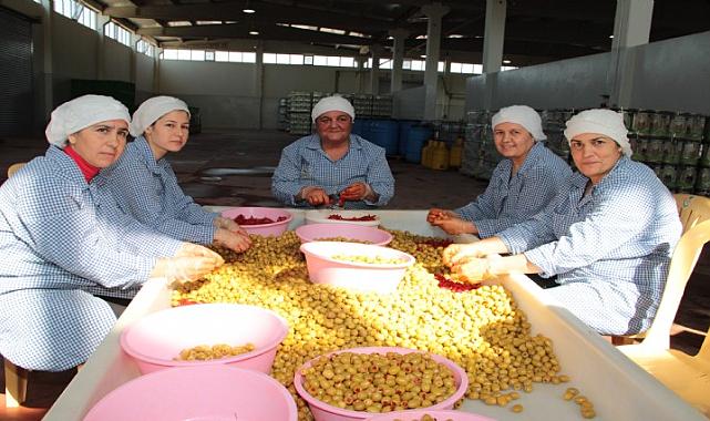 Sofralık zeytin ihracatı 250 milyon dolara koşuyor